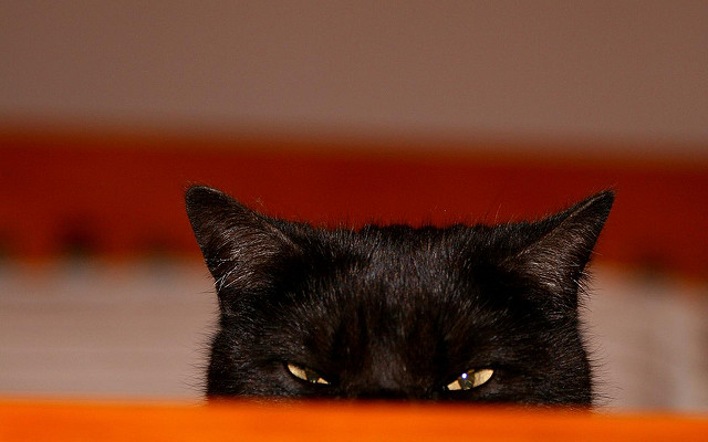 170918Peeking - fen-tastic (Gem)